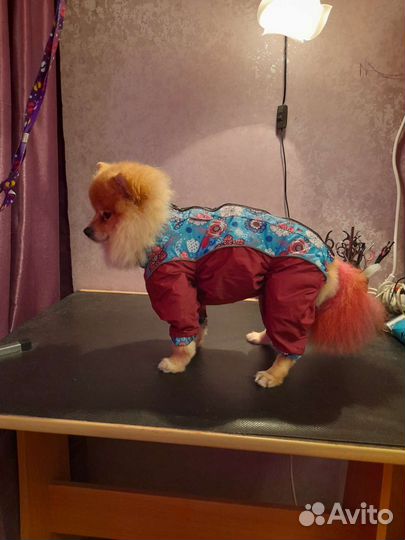 Комбинезоны для собак мелких пород