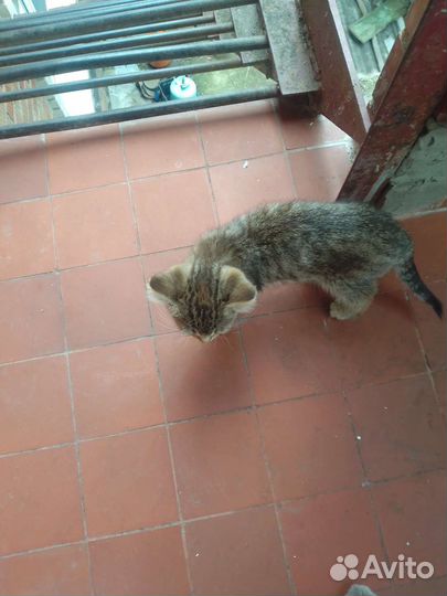 Котята в добрые руки бесплатно