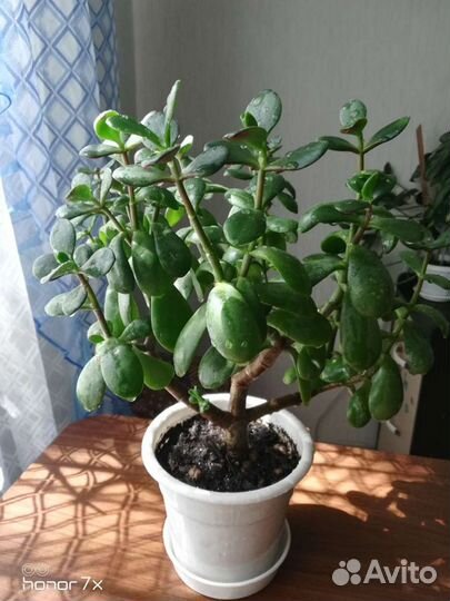 Сингониумы, красулу-денежное дерево