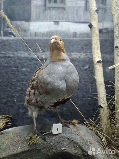 Таксидермия птиц, изготовление скелетов и черепов