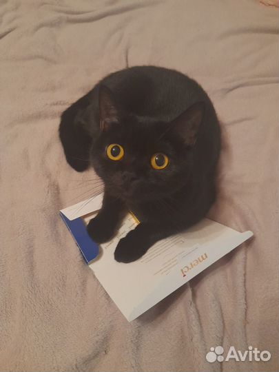 Британский кошка в дар
