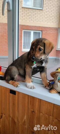 Щенки метисы бигля