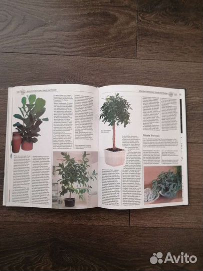 Все о комнатных растениях