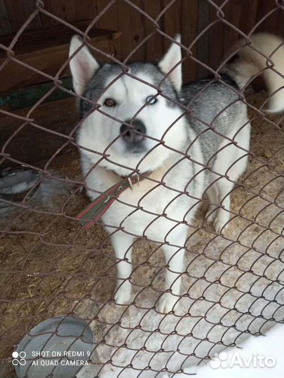 Сибирский хаски, кобель вязка