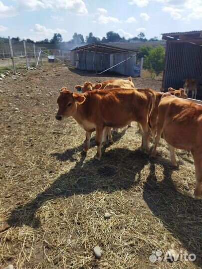 Коровы чистокровной джерсийской породы