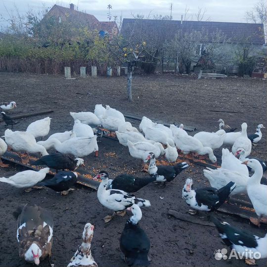 Гуси домашние