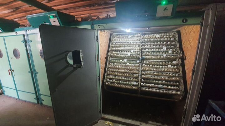 Инкубатор 45 тысяч яиц