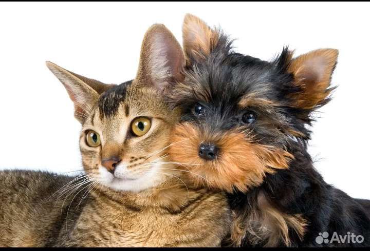 Стрижка собак и кошек