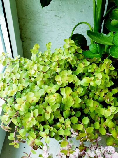 Каллизия золотая и розовая