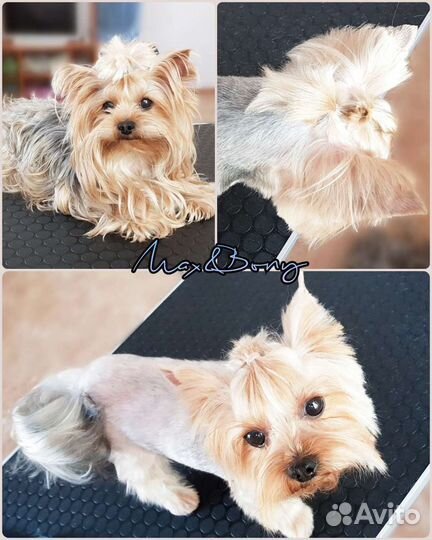Груминг/стрижка собак/экспресс линька