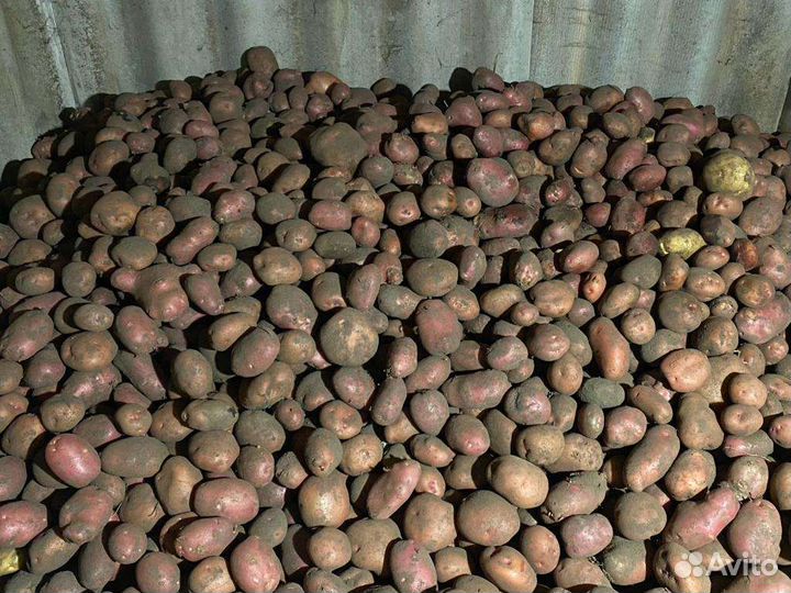 Картофель молодой