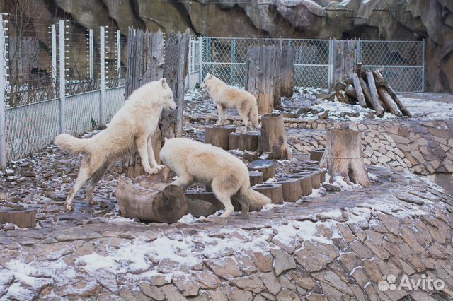 16.сен.23 Тур Ижевск: зоопарк+термы /хп3029.01