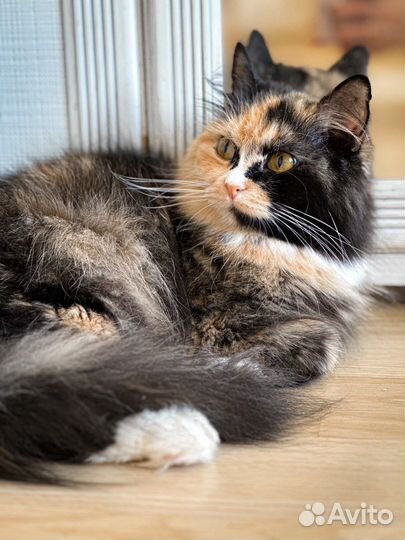 Кошечка трехцветка