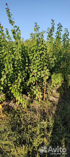 Саженцы плодовых деревьев