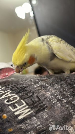 Попугай корелла с клеткой