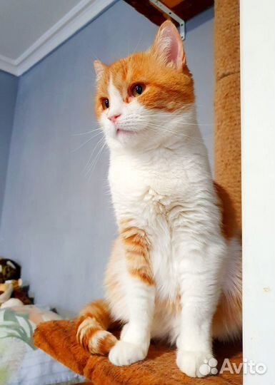 Кошечка в поисках дома из приюта