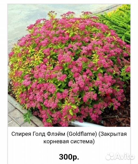 Спирея японская