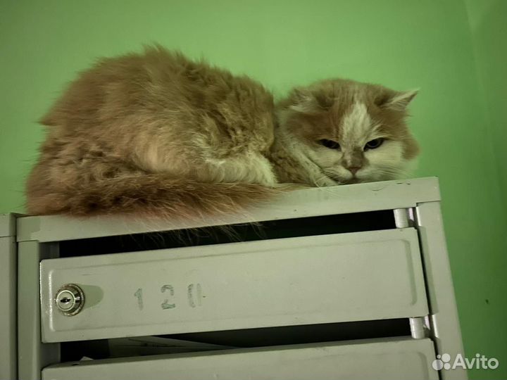 Котики в беде