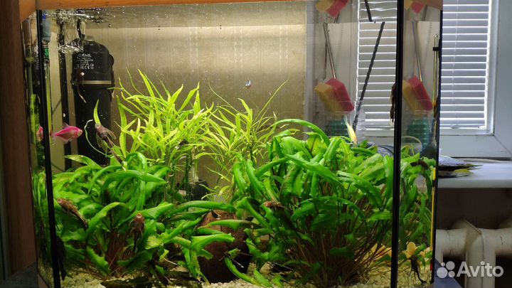 Аквариум 