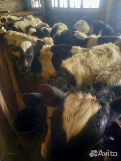 Тёлки до года