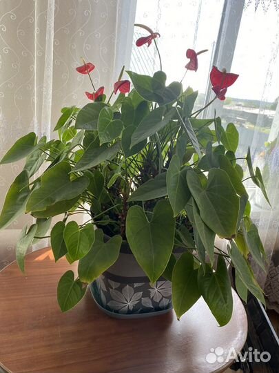 Антуриум. Мужское счастье. Красный