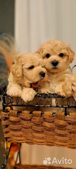 Мальтипу ф1