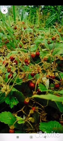 Земляника,клубника ампельная,Монтерей,купчиха