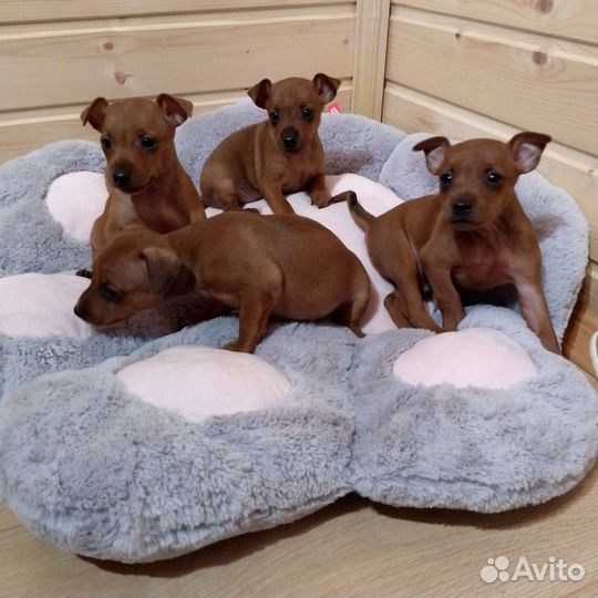 Цвергпинчеры - щенки