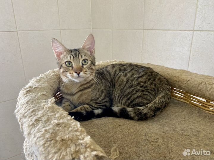 Саванна шикарные котята