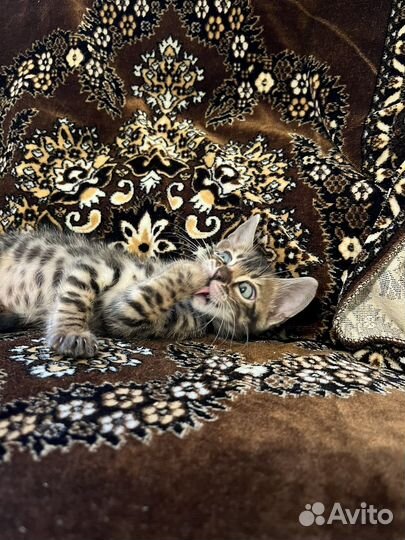 Бенгальский котенок