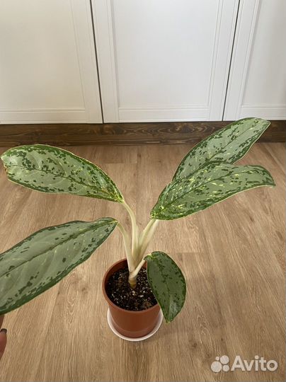 Анлаонема Royal Diamond