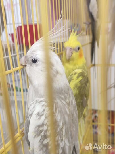 Попугай корелла