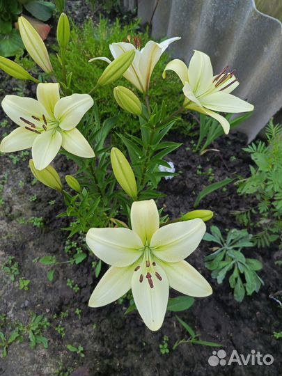 Лилии