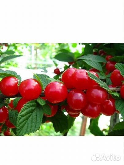 Войлочная вишня