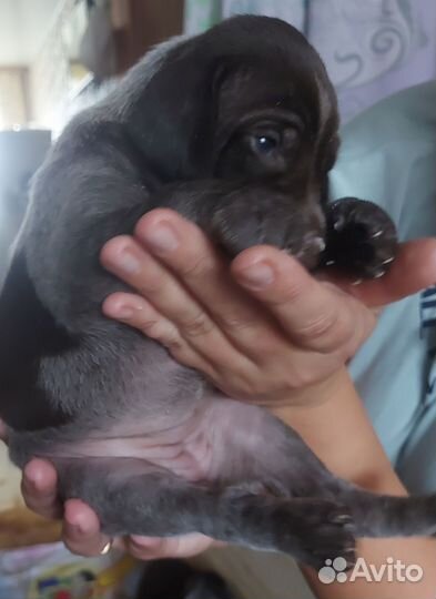 Щенки курцхаара