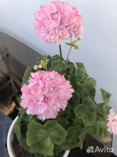 Пеларгония Dovepoint в цвету