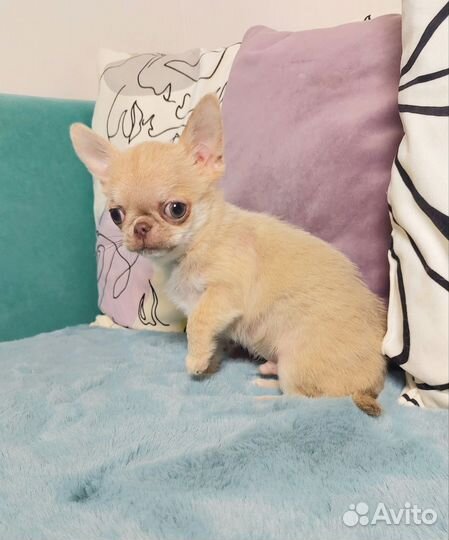 Супер мини чихуахуа