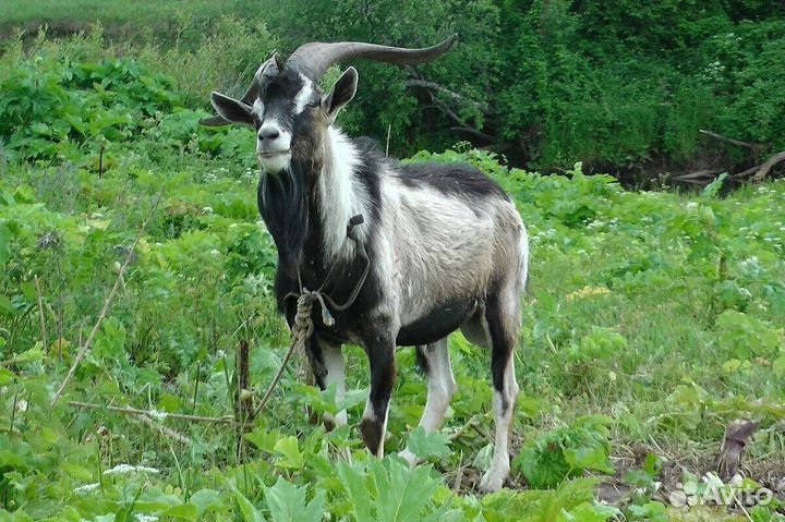 Козел альпийский