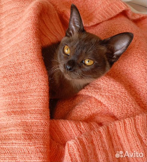 Котята бурманские