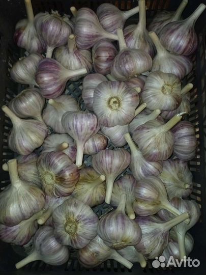 Чеснок домашний