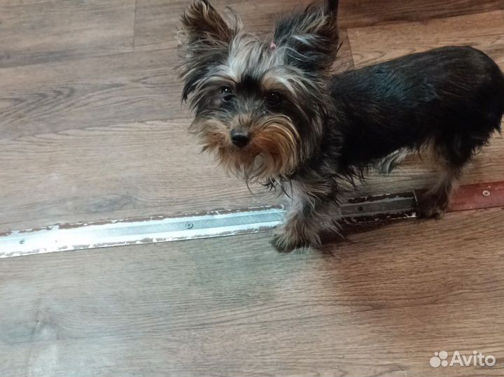 Йоркширский терьер мини девочка