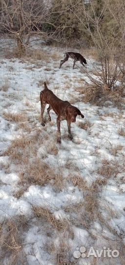 Щенки курцхаара
