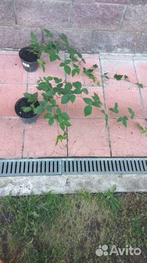 Саженцы ежевики