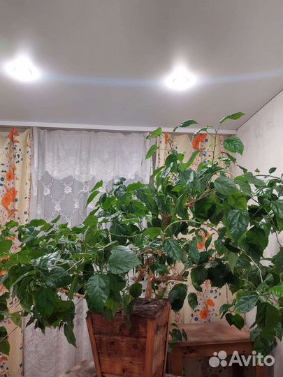 Гибискус китайская роза