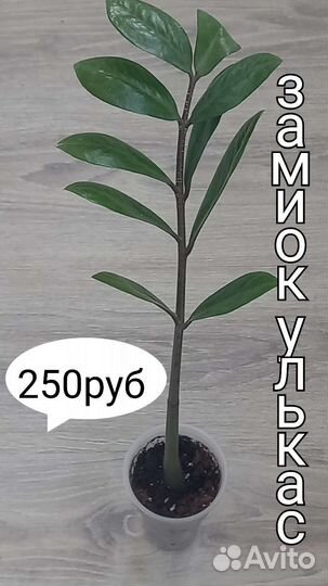 Комнатные цветы