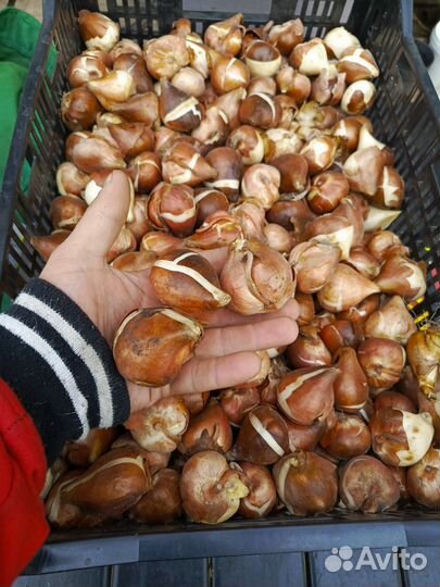 Луковицы тюльпанов