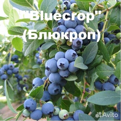 Голубика 3год Блюкроп - Bluecrop и др. сорта