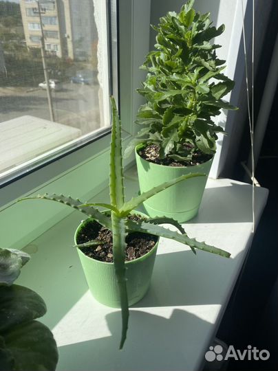 Каланхоэ и алое