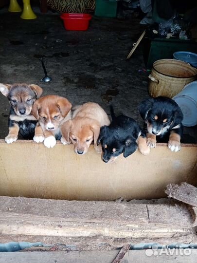 Щенки
