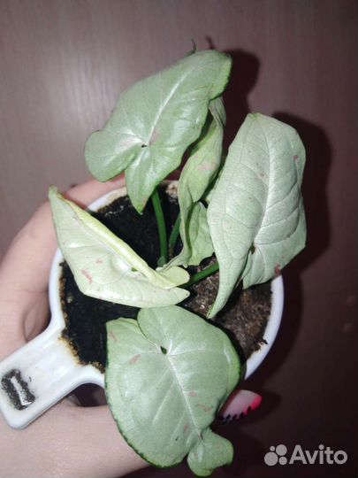 Сингониум dazzle color